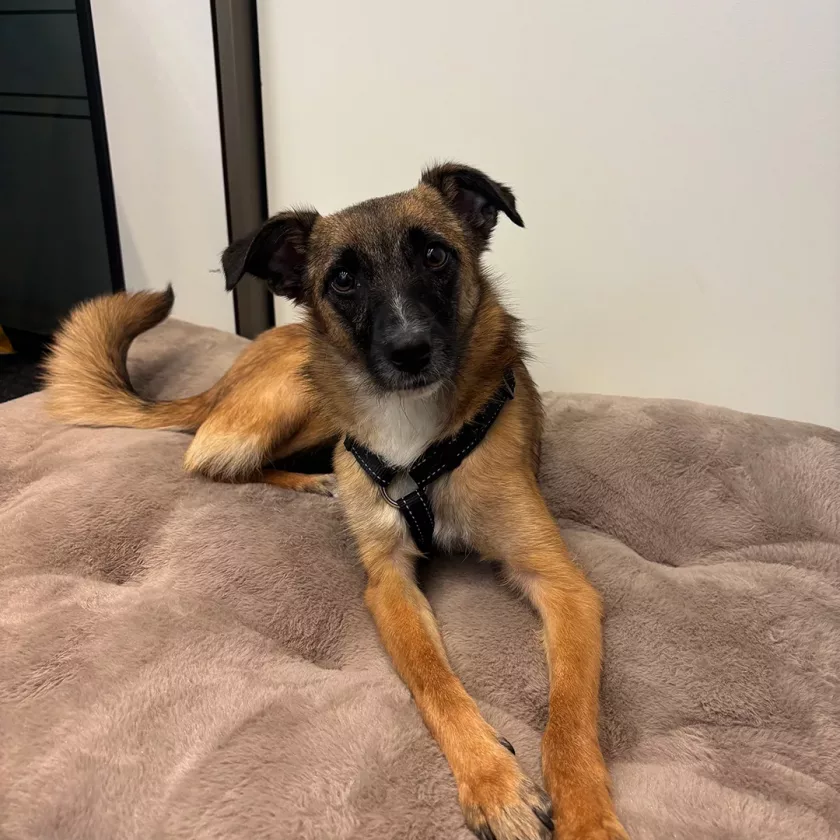 Hund Honey, unsere Türsteherin